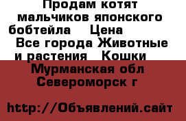 Продам котят мальчиков японского бобтейла. › Цена ­ 30 000 - Все города Животные и растения » Кошки   . Мурманская обл.,Североморск г.